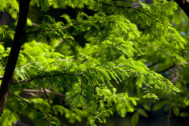 bald cypress tree greenery - bald cypress tree stockfoto's en -beelden