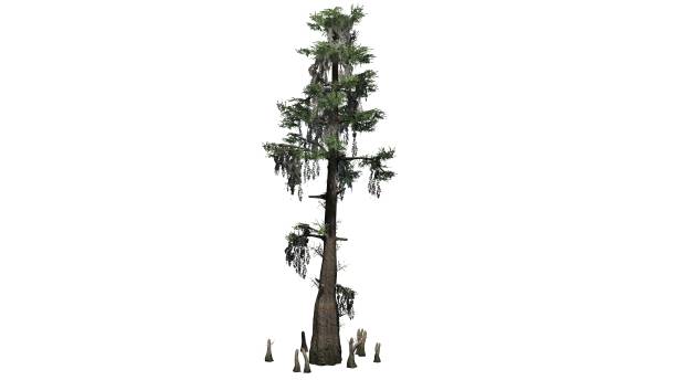 kale cypress tree op witte achtergrond - bald cypress tree stockfoto's en -beelden