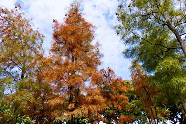 kale cipressen hoogtepunt van zaden in de herfst - bald cypress tree stockfoto's en -beelden