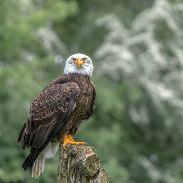 Bald eagle / American eagle  (Haliaeetus leucocephalus)  on a branch. Beautiful and majestic  bald eagle / American eagle  (Haliaeetus leucocephalus)  on a branch. Green bokeh background. American National Symbol Bald Eagle on Sunny Day. perching stock pictures, royalty-free photos & images