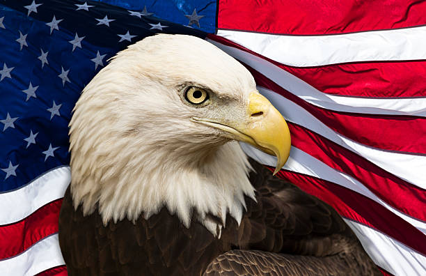 Bald Eagle American Flag Stock Photos, Pictures & Royalty ...