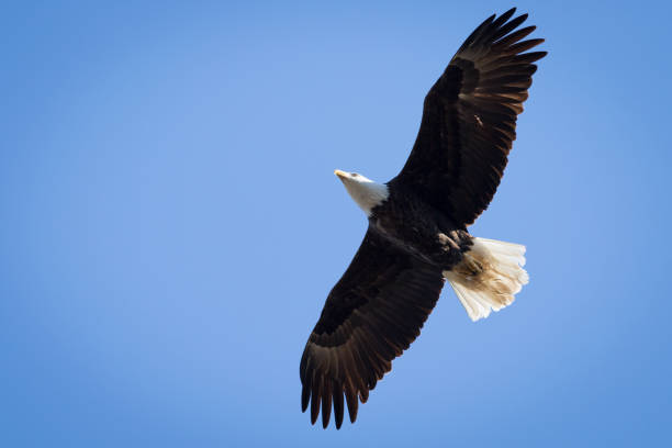 Bald Eagle at Silver Bluff Audubon stock photo