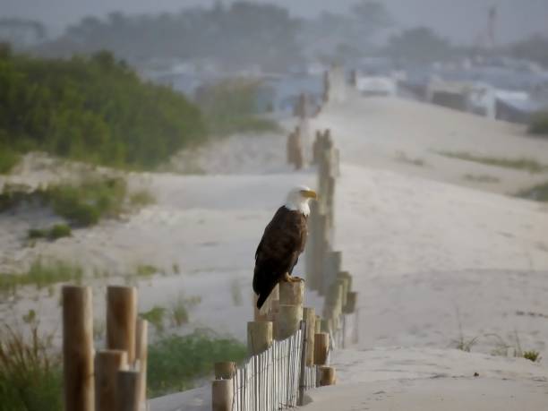 bald eagle at the beach - bald beach imagens e fotografias de stock