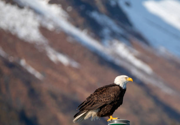 Bald Eagle brightly lit perching while in the Kenai Peninsula in Seward Alaska USA stock photo