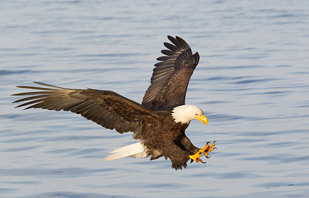 bald eagle diving with wings outstretched - klauw roofvogel stockfoto's en -beelden