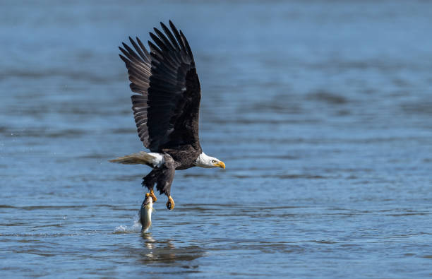 bald eagle fishing - bald beach imagens e fotografias de stock