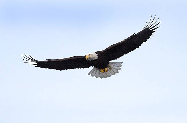 Bald Eagle flying isolated in Alaska Bald Eagle in Flight with blue sky background, Homer,  Alaska. kenai peninsula stock pictures, royalty-free photos & images