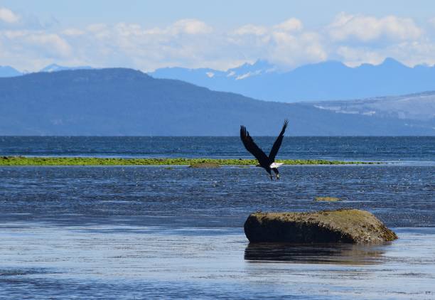 bald eagle flying low over the ocean - bald beach imagens e fotografias de stock