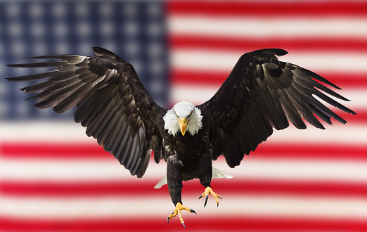 Bald Eagle Flying With American Flag Stock Photo - Download Image Now