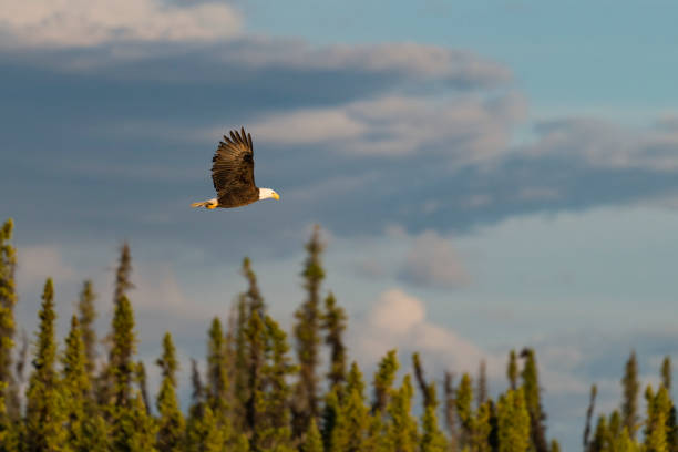 Bald eagle, haliaeetus leucocephalus, in Alaska. National bird of the United States of America. stock photo