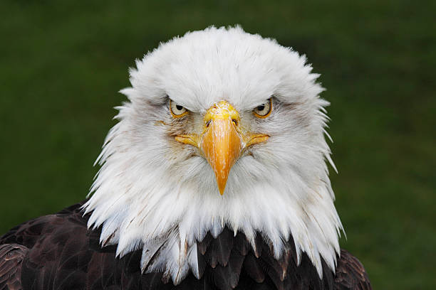 Bald Eagle (Haliaeetus leucocephalus) head portrait (captive) stock photo