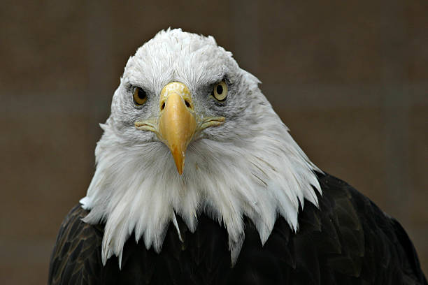 Bald Eagle (Haliaeetus leucocephalus) Head Shot Close-up stock photo