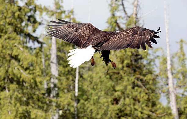 Bald Eagle in Flight stock photo