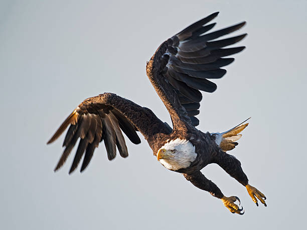 bald eagle im flug - greifkralle stock-fotos und bilder