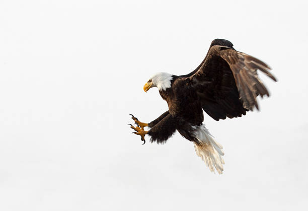 bald eagle in flight - white background, alaska - klauw roofvogel stockfoto's en -beelden