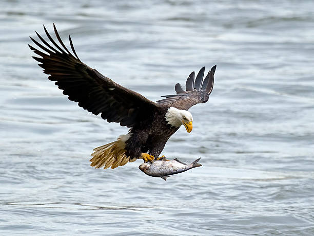 Bald Eagle in Flight With Fish Bald Eagle in flight carrying a fish in it's talons. bird of prey stock pictures, royalty-free photos & images