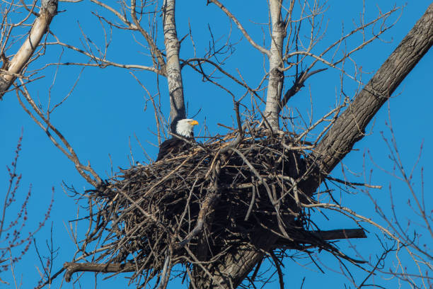 Bald eagle in nest, Missouri stock photo