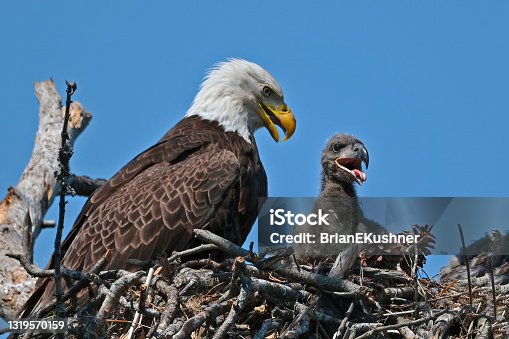 istock Bald Eagle in Nest with Eaglet 1319570159