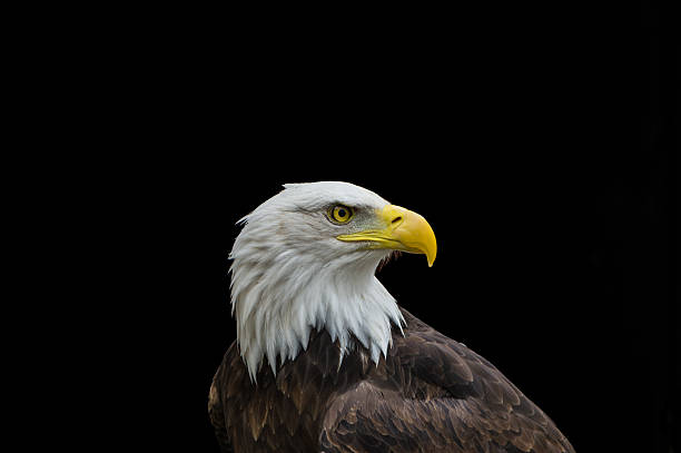 Bald eagle in profile isolated on black background stock photo