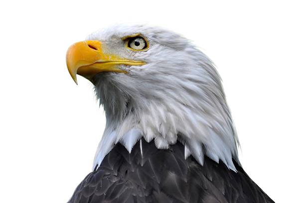 Bald eagle isolated An isolated bald eagle head. animal mouth photos stock pictures, royalty-free photos & images