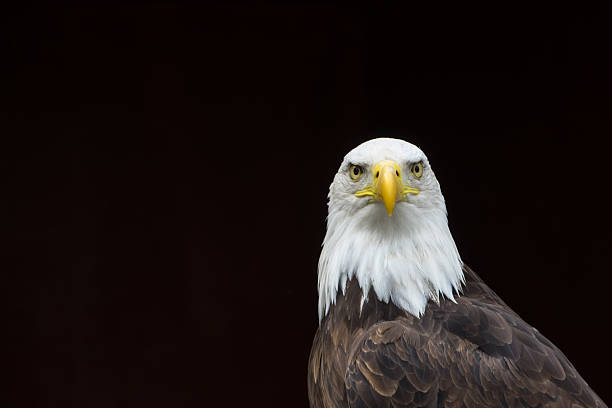 Bald Eagle isolated stock photo