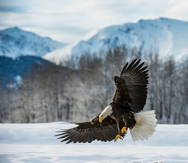 Bald Eagle landed on snow Bald Eagle ( Haliaeetus leucocephalus ) landed on snow . Chilkat RiverAlaska USA. endangered species photos stock pictures, royalty-free photos & images