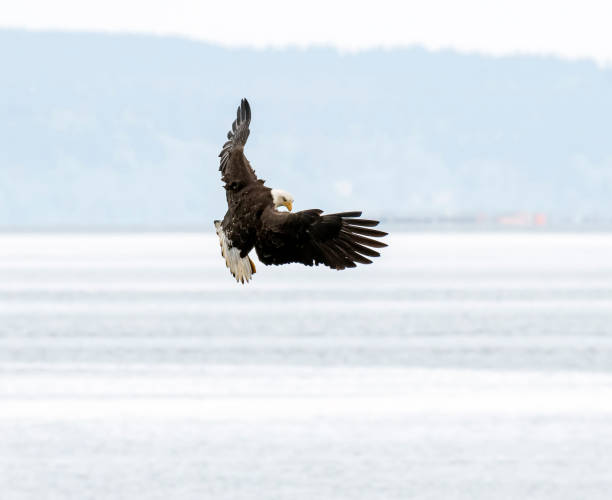 Bald Eagle landing. stock photo