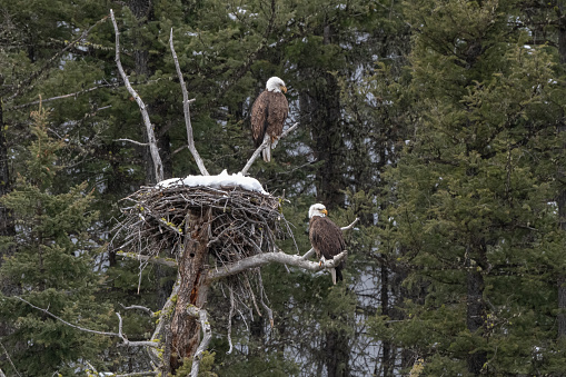 Bald Eagle pair perched at nest in Lamar Canyon in Yellowstone National Park. Nest looks full of snow. Nearest communities are Mammoth Hot Springs, Gardiner and Cooke City, Montana in western USA.
