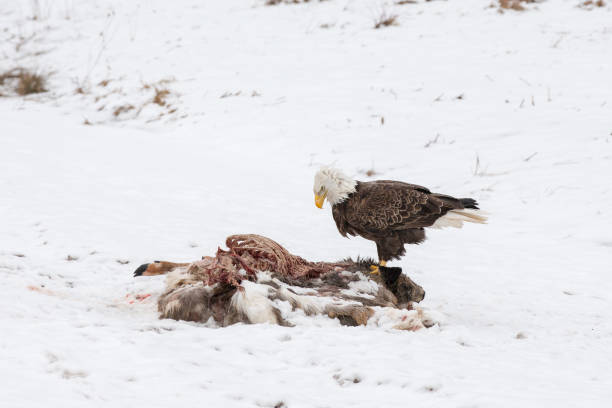 Bald Eagle on a Deer Carcass in the Winter Bald eagle feeding on a deer carcass in the winter snow.  Bird was photographed in the wild.  It has a serious expression and considerable detail. scavenging stock pictures, royalty-free photos & images