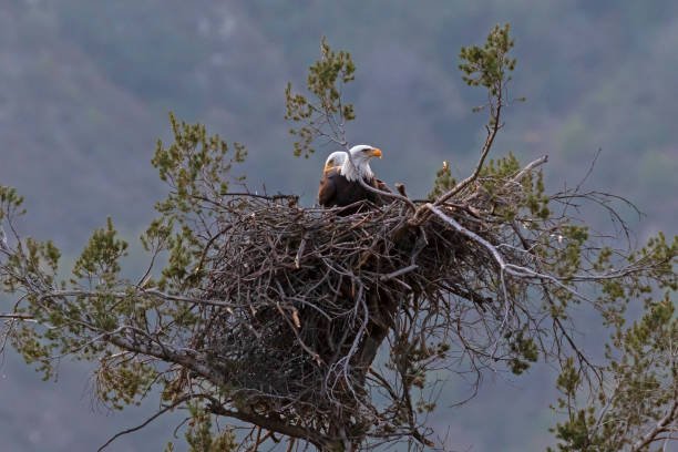 Bald eagle pair in Los Angeles nest stock photo