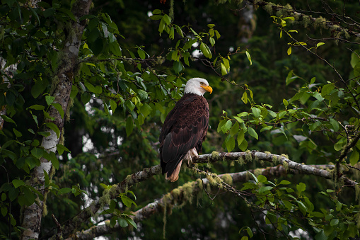 A bald eagle perched on a tree in the forest.