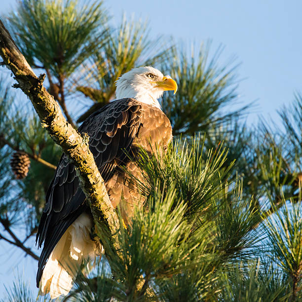 Bald Eagle perching on pine tree, Haliaeetus leucocephalus stock photo