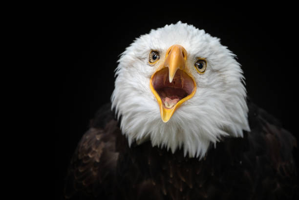Bald eagle stock photo