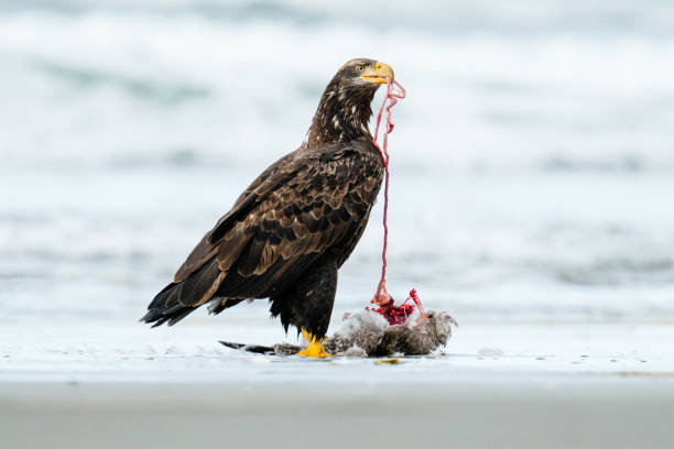 a bald eagle pulling on the intestines of a dead sea gull - bald beach imagens e fotografias de stock