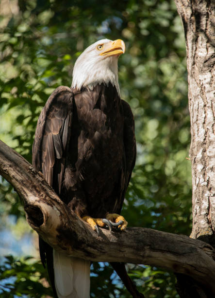 Bald Eagle resting perched on a tree branch stock photo
