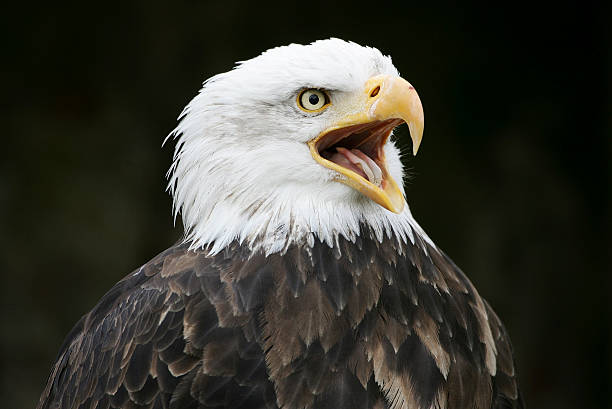 Bald eagle screeching (huge details) stock photo