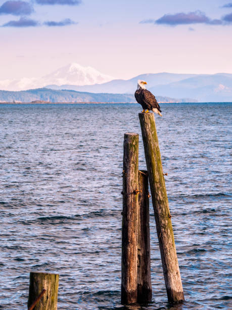 bald eagle sitting on piles at the shore. sidney, bc, vancouver island, canada - bald beach imagens e fotografias de stock