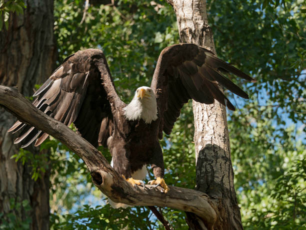 Bald eagle taking flight in Colorado, USA stock photo