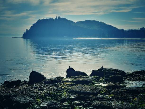 Bald Eagles Perched On Rocks Along Washington Neah Bay Coast  neah bay stock pictures, royalty-free photos & images