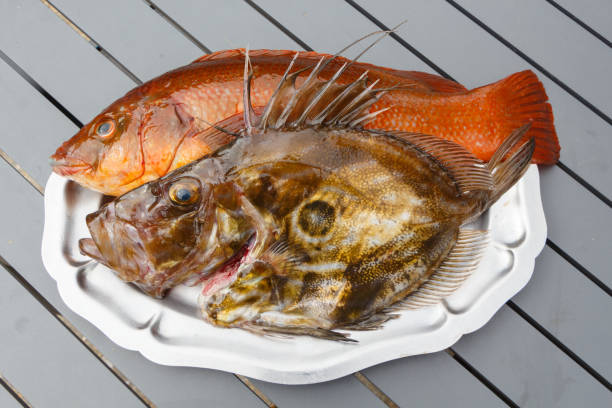 Ballan wrasse and St Pierre on a pewter dish Orange ballan wrasse and brown St Pierre on a pewter dish after fishing in Brittany Saint-Pierre fish stock pictures, royalty-free photos & images