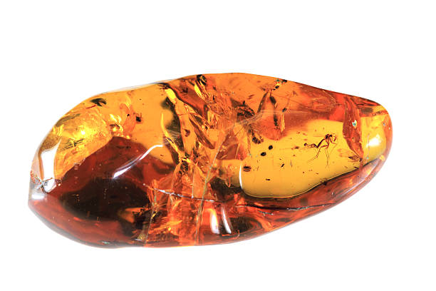 Baltic Amber stock photo