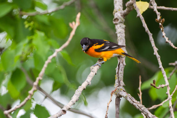 Baltimore Oriole bird stock photo