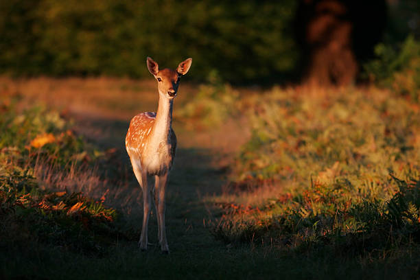 Bambi Deer stock photo
