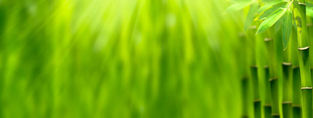 bambo på abstrakt grön bakgrund - energetic jumping bokeh bildbanksfoton och bilder
