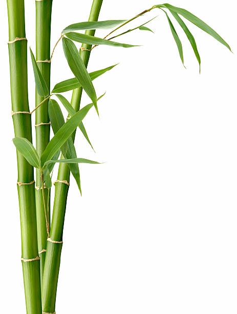 Bamboo and Leaves Green Bamboo and Leaves on White. bamboo plant stock pictures, royalty-free photos & images
