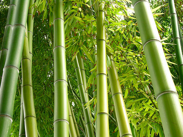 Bamboo bark growing in a jungle stock photo