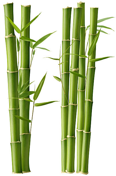 Bamboo Beauty Bamboo Stalks with Leaves, isolated on a white background. bamboo plant stock pictures, royalty-free photos & images
