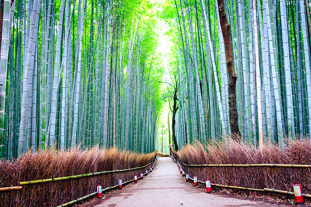 Bamboo forest in Japan stock photo