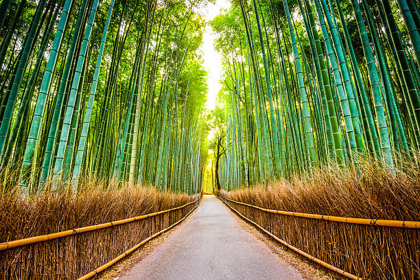 Bamboo Forest of Kyoto Kyoto, Japan at the bamboo forest. kyoto prefecture stock pictures, royalty-free photos & images