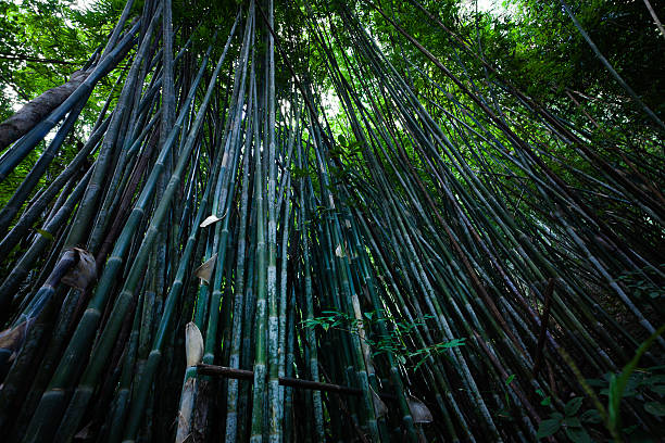 Bamboo Forest stock photo